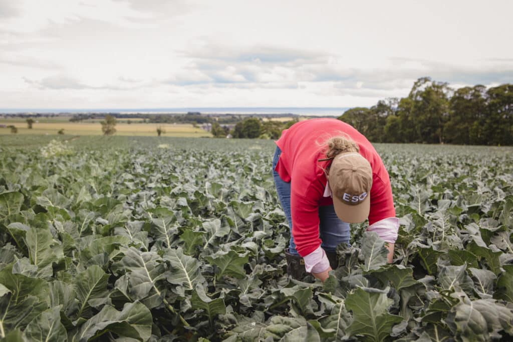 ESG agronomist inspecting a coastal cauliflower field