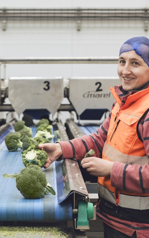 ESG broccoli packhouse