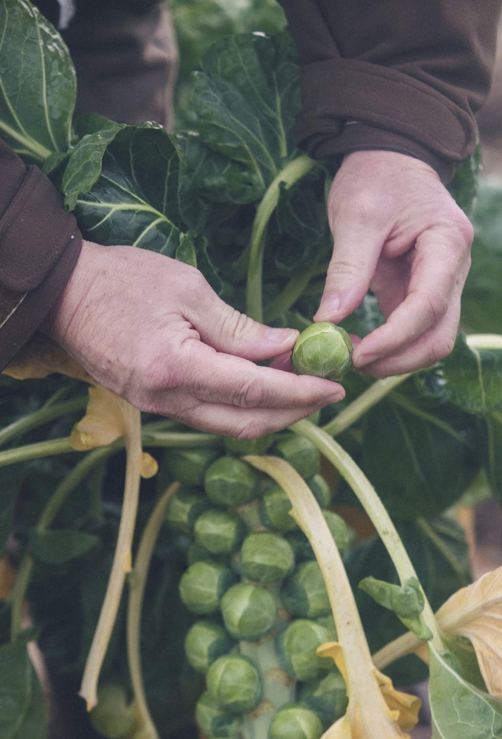 Photograph of ESG Grower with sprouts in an East Lothian field