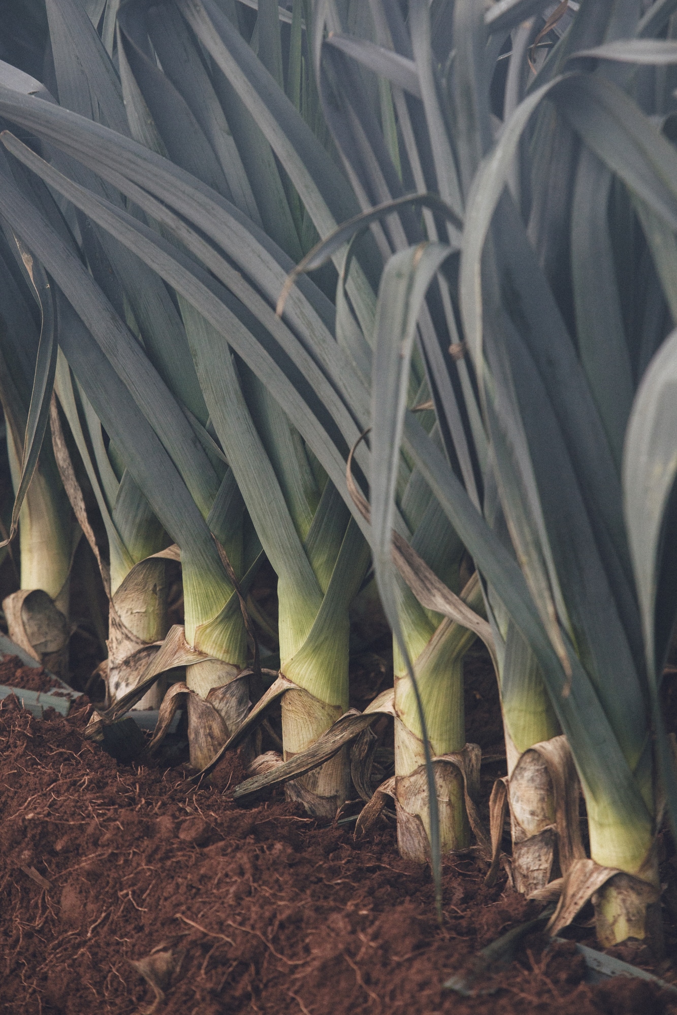 Leeks close up in an ESG field